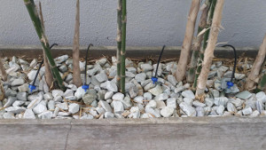 Drippers on plants