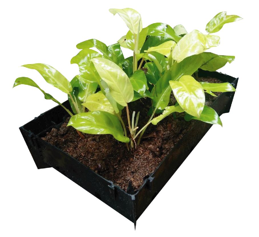 MP Tray Plants