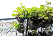 Urban Farming